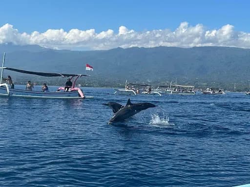 Saka Bali Dolphin Tour and Transport - Main Image