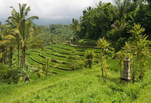 Bali outdoor - Main Image