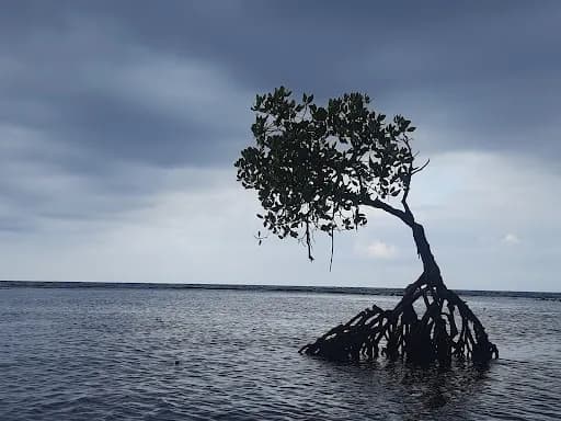 That Pemuteran Tree - Main Image