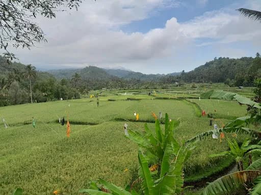Subuk Rice Fields View - Main Image