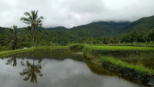 Dayang Rice Terraces - Main Image