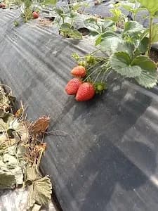 Fresh Strawberry - Main Image