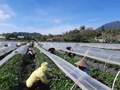 Wisata Petik Strawberry Bedugul - Main Image