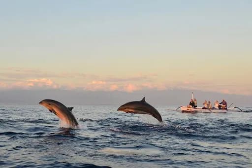 Bali Dolphin Adventure - Main Image