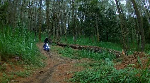 Hutan Pinus Glagalinggah Lestari - Main Image