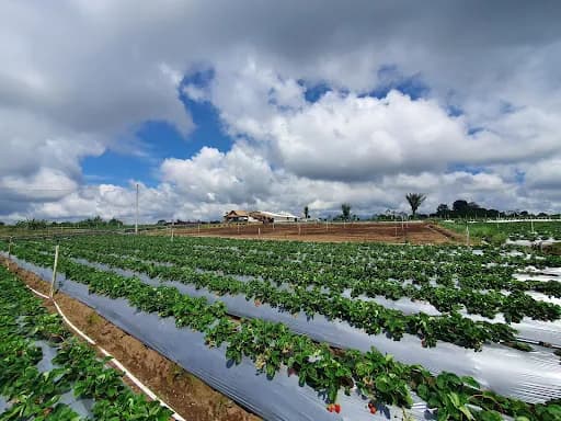 La Fresa Kintamani - Main Image