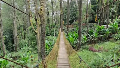 Jembatan Kuning di Hutan Pinus - Main Image