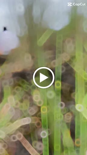 BaturJeep Bali Exploration - Main Image