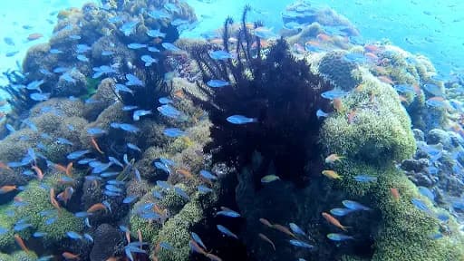 Emerald Dive Spot - Main Image