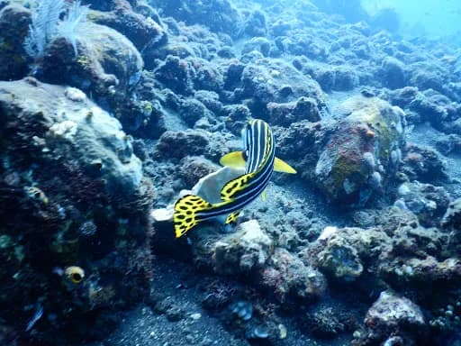 Bali Reef Divers Tulamben - Main Image