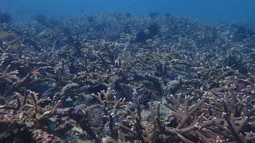 Livingseas Bali - Main Image