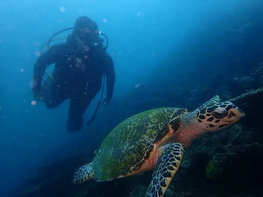 Padangbai Bali Dive - Main Image