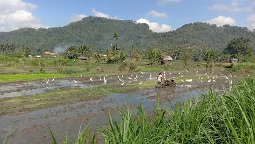 Sidemen trekking(dek wira) - Main Image