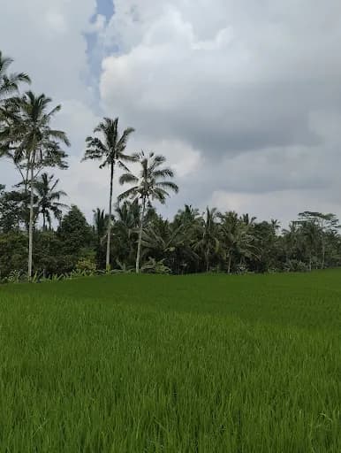 Friends in Bali - Cultural Cycling & Walking Tours - Main Image