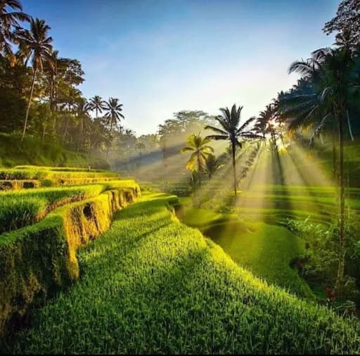 Ricefields Tegalalang Real - Main Image