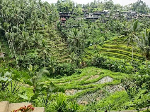 Rizière tegallalang - Main Image