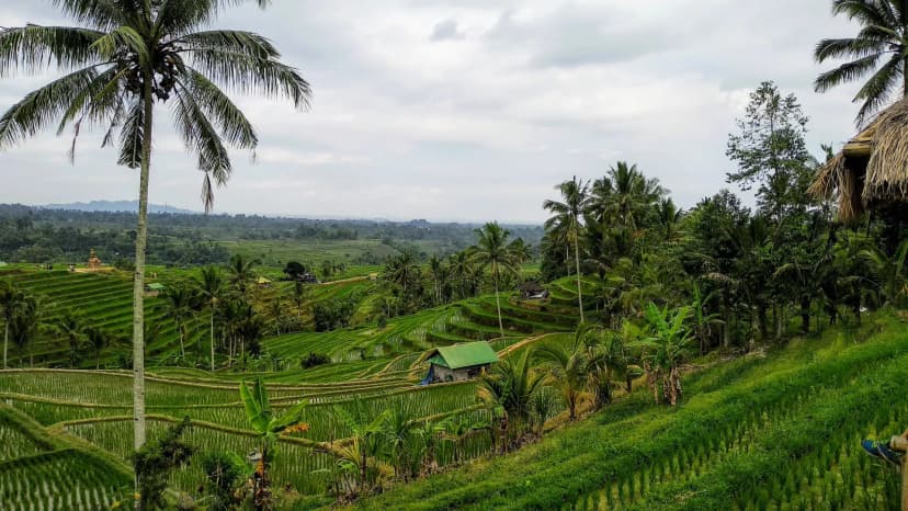 Jatiluwih Paddy Field Tourist Activities - Main Image