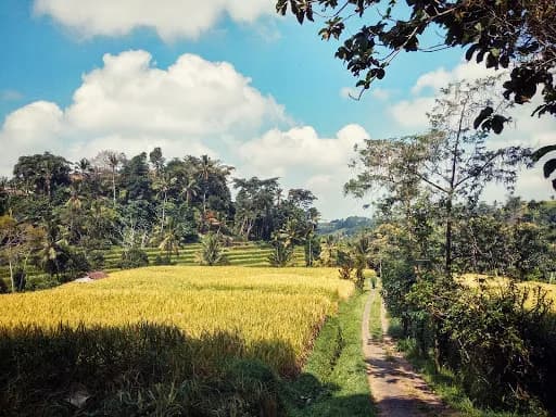 Babahan Rice Terraces - Main Image