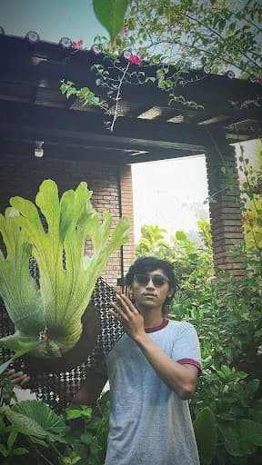 Canggu platycerium - Main Image
