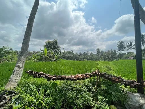 Kajeng Rice Field - Main Image