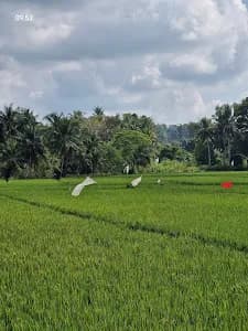 Jogging Track Penarungan - Main Image