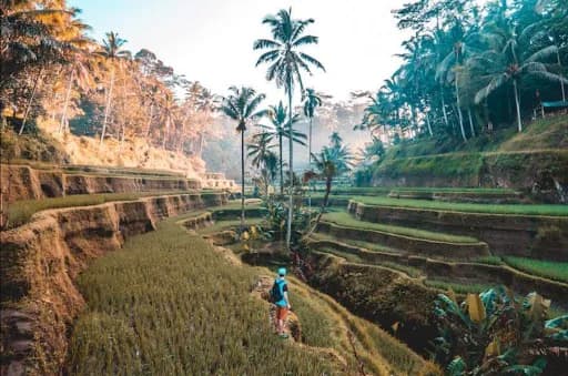 Ubud Explorer Tour - Main Image