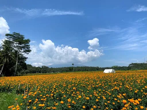 Bali Eco Cycling - Main Image