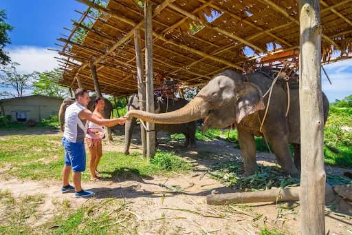 Breakfast with orangUtan & Elephant Ride - Main Image