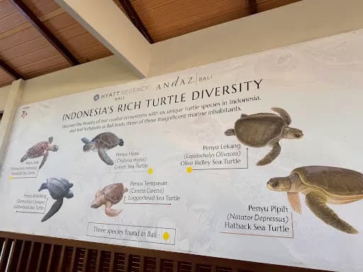 Sea Turtle village - Main Image