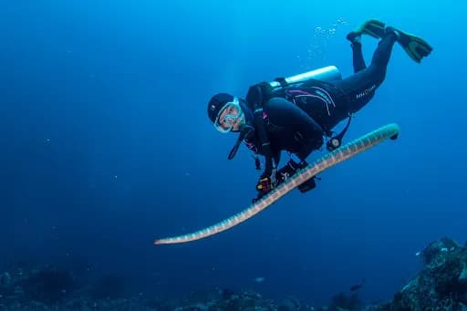 Black Manta Bali managed by Oceanic Flow - Main Image