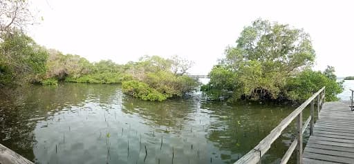 Mangrove Taman Sari - Main Image