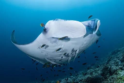 Bali Exotic Diving - Main Image