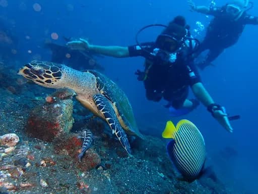 GORYDIVE INDO - Main Image