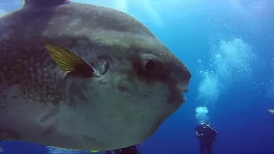 Lembongan Dive Center - Main Image
