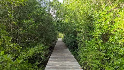 Ekowisata Tracking Mangrove - Main Image