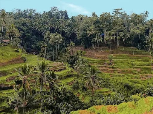 Bali Voice Tour - Main Image