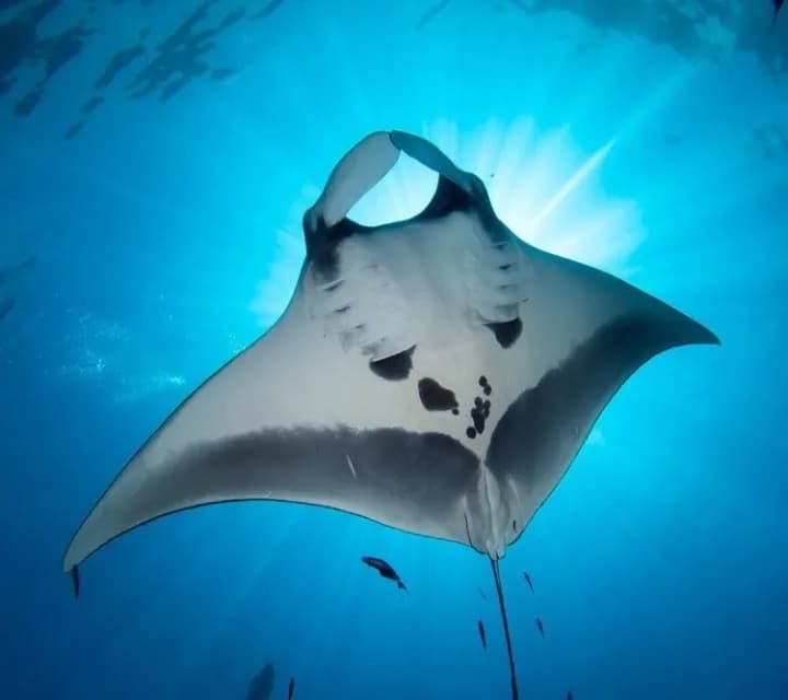 Tour Nusa Penida Daily | Manta Ray Snorkeling - Main Image