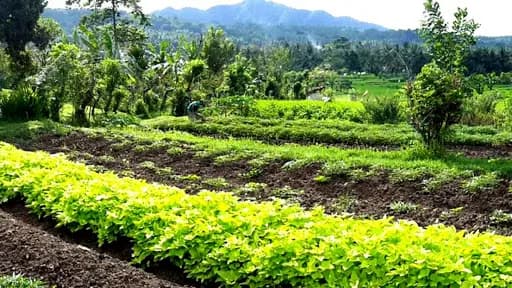 Manggis Culture Hub - Main Image