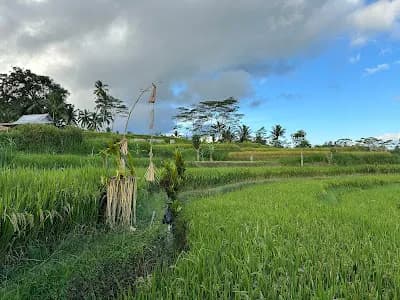 Banjar mancingan Rice trekking - Main Image