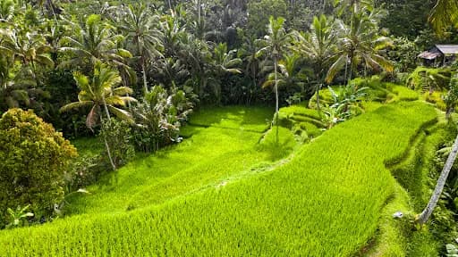1Stone Bali Tours And Personal Driver (Kadek Sujana) - Main Image