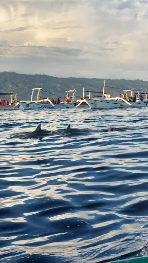 boatingfun77 Dolphin Tours 3