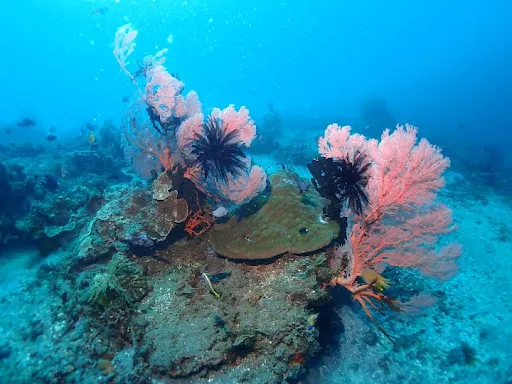 JIL SNORKELING TRIP AND SAILING TOUR~AMED BALI 2