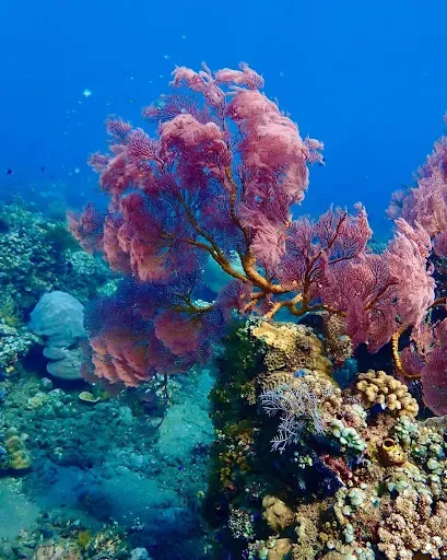 AMED SNORKELING BOAT TRIP & FISHING 1