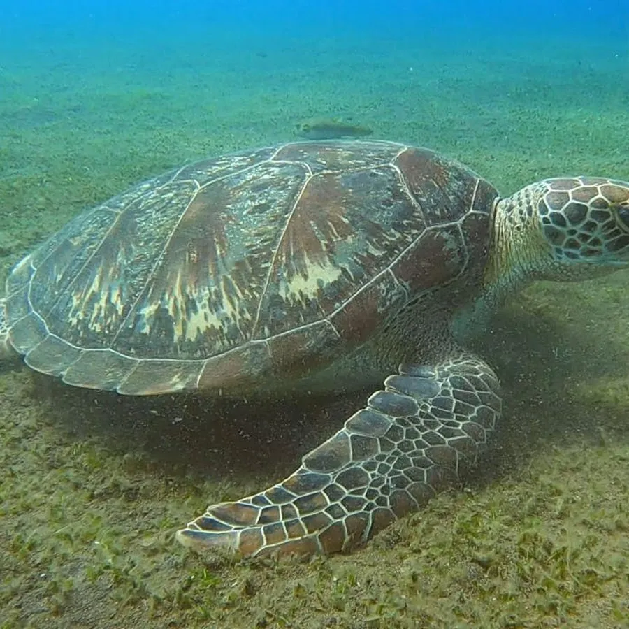 AMED SNORKELING BOAT TRIP & FISHING 4