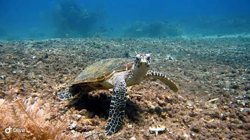 UKIR AMED SNORKLING & TOUR 1