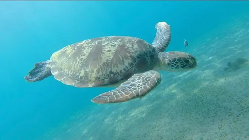 Amed snorkeling center 2