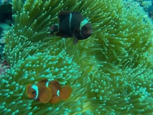 Amed snorkeling center 4