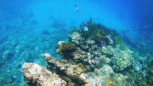 Japanese Ship Wreck Point 1