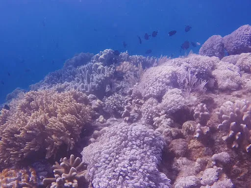 Ocean Explore Amed/Snorkeling, Fishing, & sailing| 1
