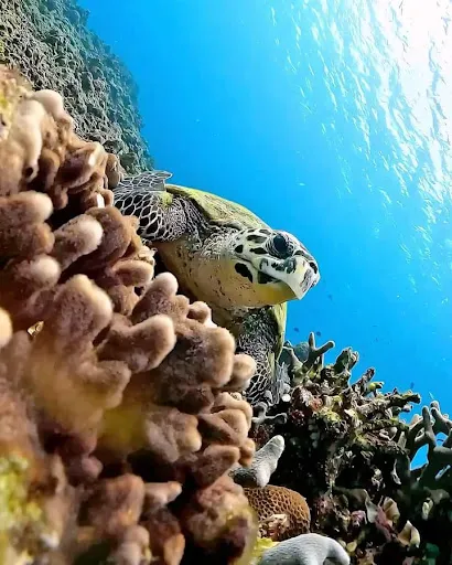 Ocean Explore Amed/Snorkeling, Fishing, & sailing| 2